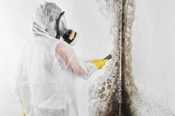 Best Mold Removal Company Near Me  in Auburn Lake Trails, CA
