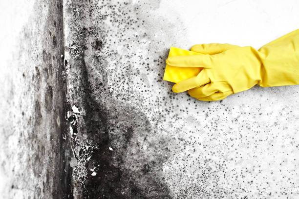 Best Residential Mold Removal  in Auburn Lake Trails, CA