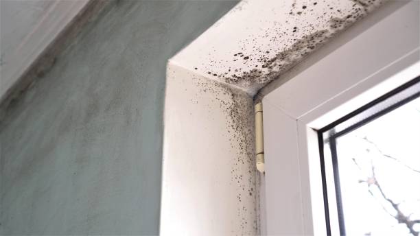 Best Mold Remediation  in Auburn Lake Trails, CA