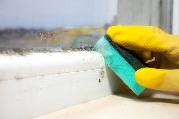 Best Best Mold Removal Companies  in Auburn Lake Trails, CA