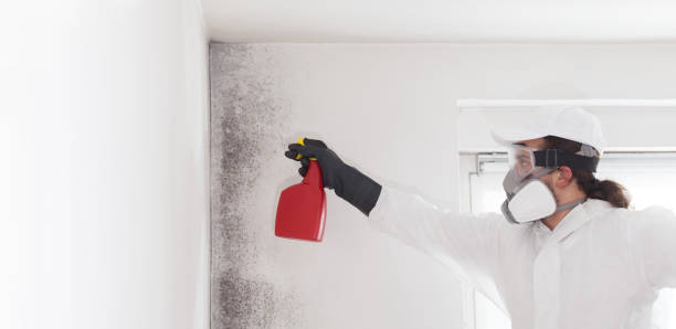 Crawl Space Mold Removal in Auburn Lake Trails, CA