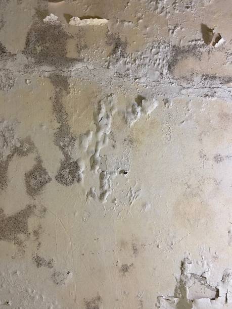 Best Attic Mold Removal  in Auburn Lake Trails, CA