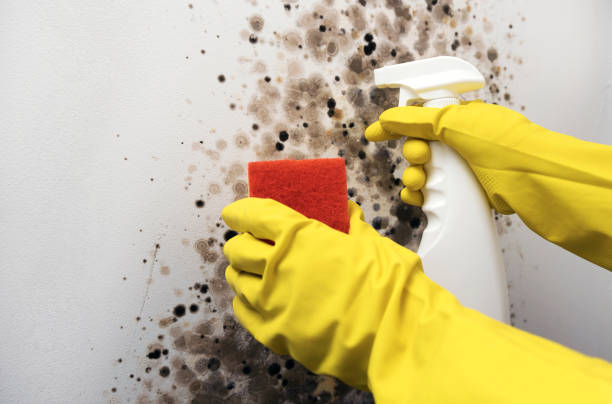 Office Mold Removal Services in Auburn Lake Trails, CA