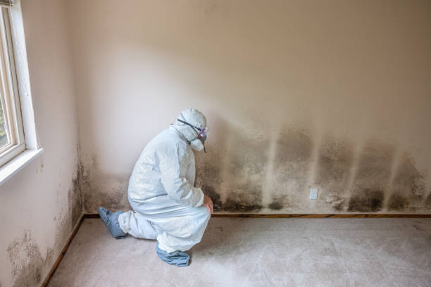 Best Mold Remediation  in Auburn Lake Trails, CA