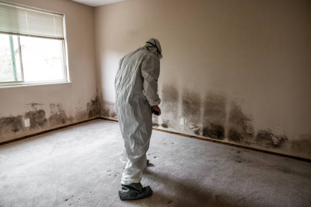 Best Professional Mold Removal  in Auburn Lake Trails, CA