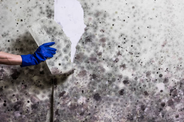 Mold Removal and Inspection in Auburn Lake Trails, CA