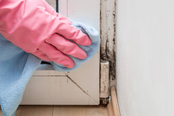 Best Mold Damage Repair  in Auburn Lake Trails, CA